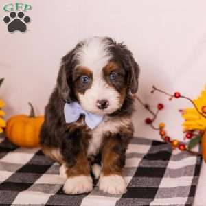 Gary, Mini Bernedoodle Puppy